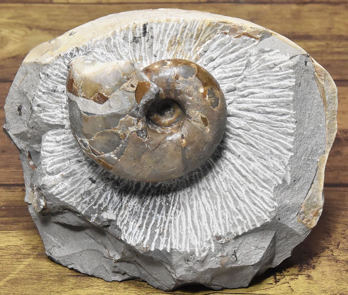 ◯北海道羽幌産、死に体アンモナイトに住む巻貝化石